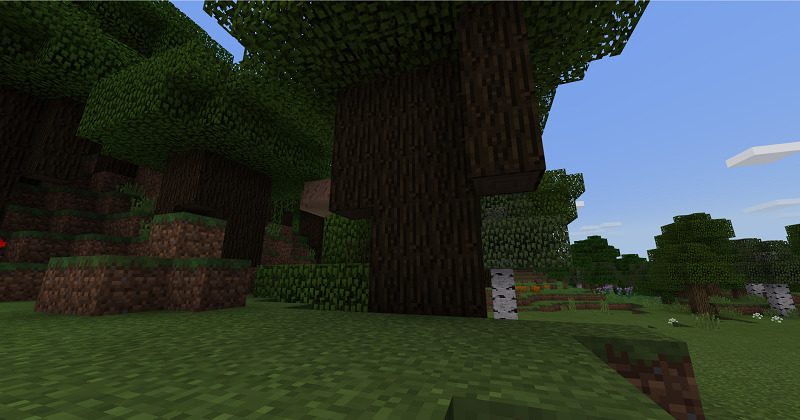 Trees with Thick Trunks Not Chopped Completely