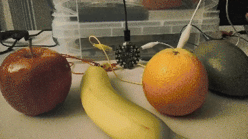 Touch each piece of fruit