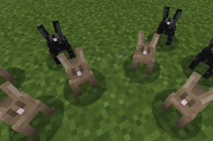 Rabbits multiplying